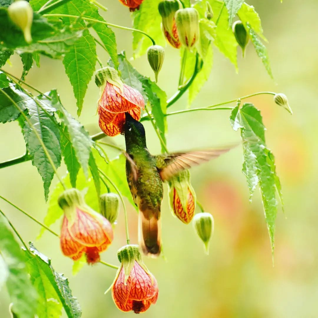 HUMMINGBIRD SANCTUARY IN ENSIFERA CAMP 1 Day